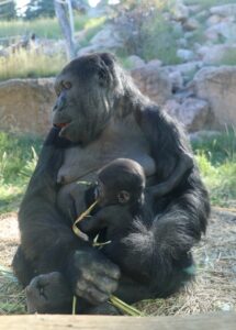 Mother and baby son are Western Lowland gorillas and live and Cheyenne Mountain Zoo.