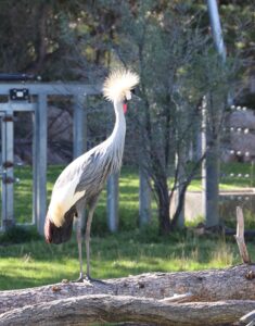 East African Crowned Crane lives at Cheyenne Mountain Zoo in Colorado Springs, CO.