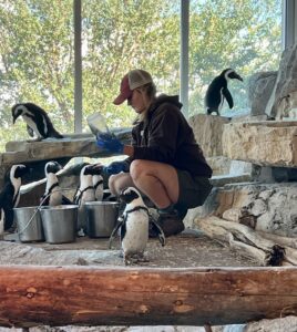 Zoo staff member feeds African Penguin at Cheyenne Mountain Zoo.